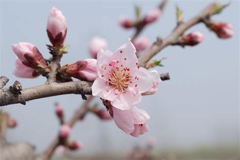 Free Images : branch, fruit, flower, petal, food, spring, produce, pink, flora, cherry blossom ...
