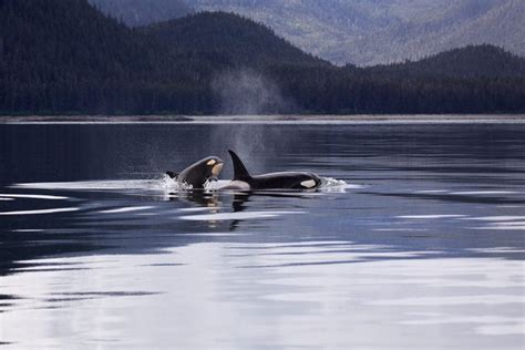 Alaska Wildlife Watching: 5 Best Parks to Visit - The National Parks ...