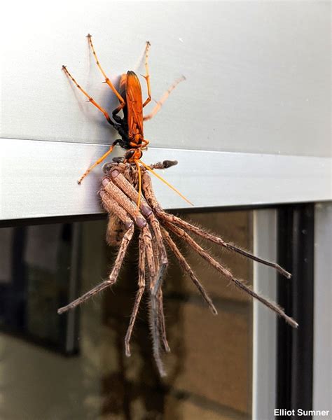 A tarantula hawk spider wasp dragging a giant huntsman spider to its nest : r/natureismetal