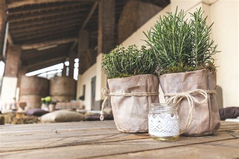 Here's How You Can Grow Rosemary Indoors from Seed | HappySprout