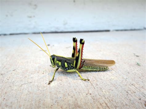 Desert Colors: Grasshoppers