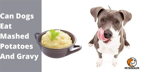 Can Dogs Eat Mashed Potatoes And Gravy - PetDogsLife | Pet Dogs Life