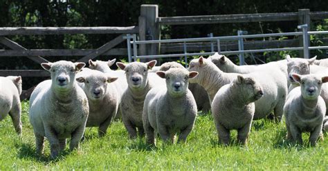 Southdown Sheep Breed Information, History & Facts - RaisingSheep.net