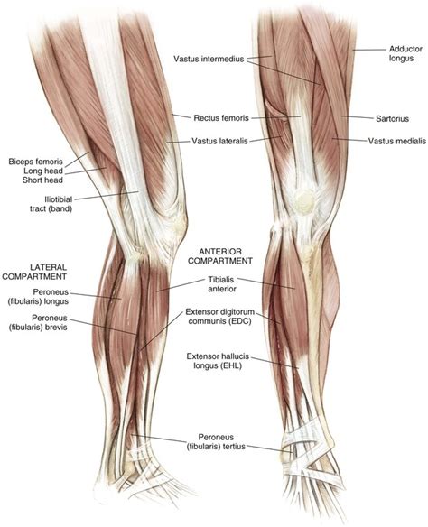 Knee and Lower Leg | Musculoskeletal Key