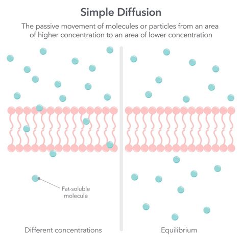 Premium Vector | Simple diffusion biology vector illustration infographic