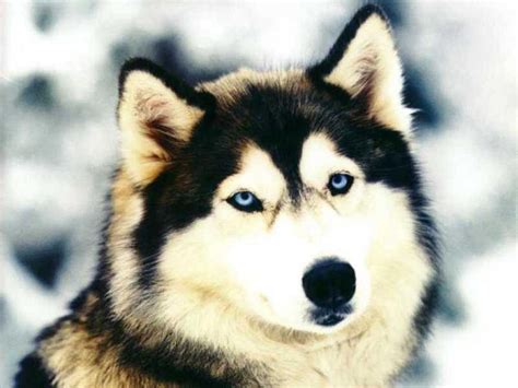 Siberian Husky - Dogs Wallpaper (13788924) - Fanpop