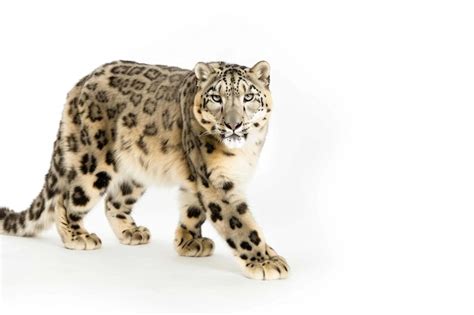 Premium Photo | A majestic Tian Shan snow leopard on a white background