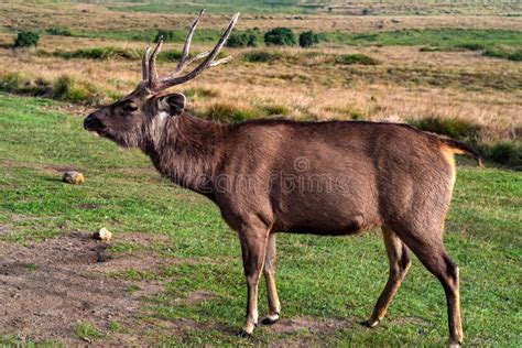 Wild Sambar Deer or Cervus Unicolor Stock Image - Image of mammals ...