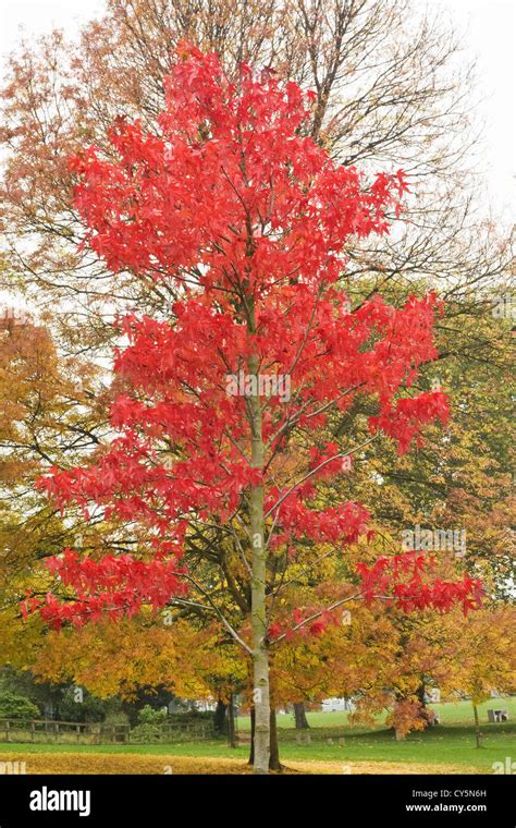 Autumn in Springfield Park London UK Stock Photo - Alamy