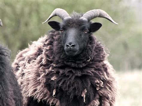 Hebridean Sheep | Buy Rare Breed Meat from Farmison & Co™