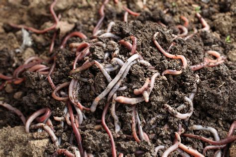 Vermicompost Vermicomposting Worms Biofertilizer | Vermiculture