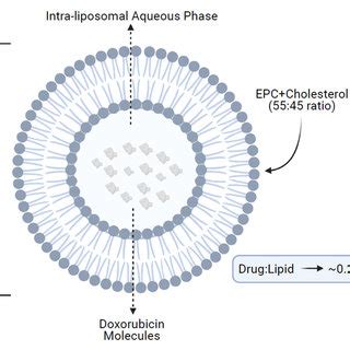 Structure of non-pegylated liposomal doxorubicin. EPC, acidic egg... | Download Scientific Diagram