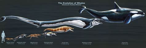 Image result for toothed whale size chart | Prehistoric animals, Whale ...