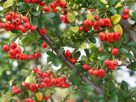 Are Pyracantha Berries Poisonous? | Berries, Poisonous plants, Evergreen shrubs