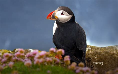 Seabird Atlantic Puffin Wallpapers | HD Wallpapers | ID #10331