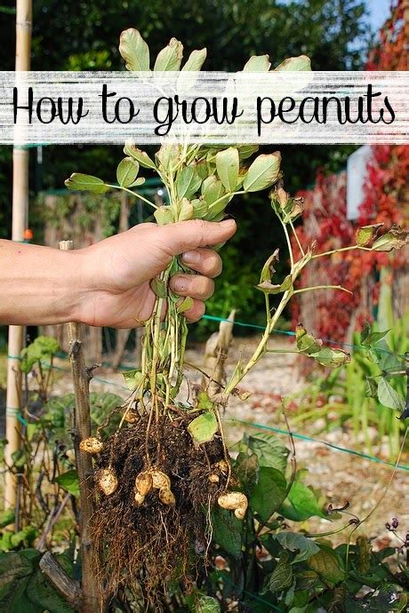 How to grow peanuts #Organic_Gardening