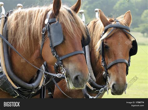 Shire Horses Image & Photo (Free Trial) | Bigstock