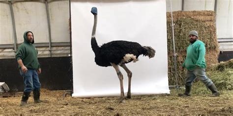 Ostrich Size Comparison