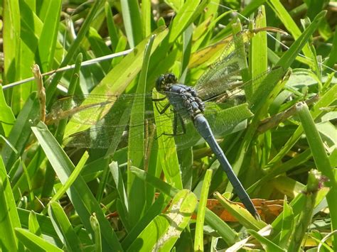 Free stock photo of blue dragonfly, dragonfly