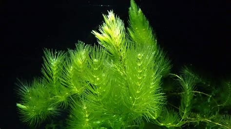 How To Grow Hornwort – Aquarium Shrimp Keeping