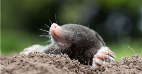 What’s a Baby Mole Called & 4 More Amazing Facts! - A-Z Animals