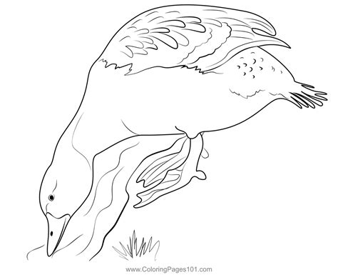 Steamer Duck Coloring Page for Kids - Free Ducks Printable Coloring ...