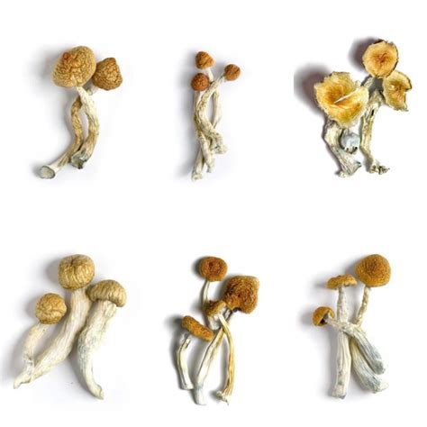 Magic Mushroom Sample Pack #3 (6 strains, 6 grams) | Shroom Garden