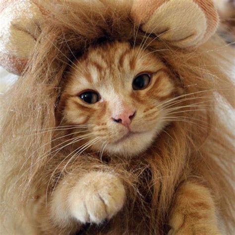 Lion's Mane Cat Wig Costume – Coolcat Gadget