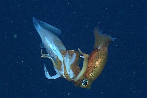 Deep-sea squid cannibals battle it out in a fight to the death | New Scientist