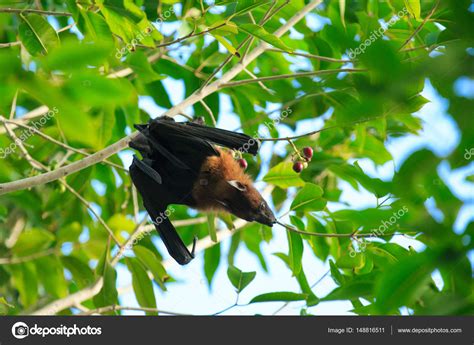 Bat hanging on a tree branch — Stock Photo © Pakhnyushchyy #148816511