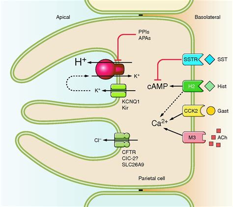 Gastric Acid, Calcium Absorption, and Their Impact on Bone Health | Physiological Reviews