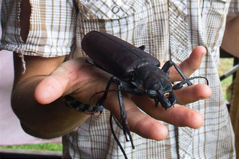 The Biggest Insects In The World - WorldAtlas