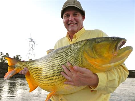 THE FISHING NEWS: La Zona FOR MONSTER GOLDEN DORADO