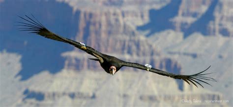 Special: California Condor & The Grand Canyon - Californische Condor ...