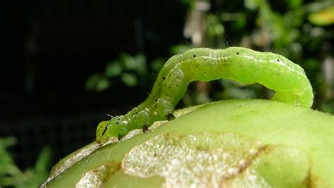 Green Caterpillar Identification Guide: 18 Common Types - Owlcation