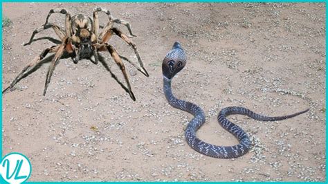 Camel Spider Vs Snake