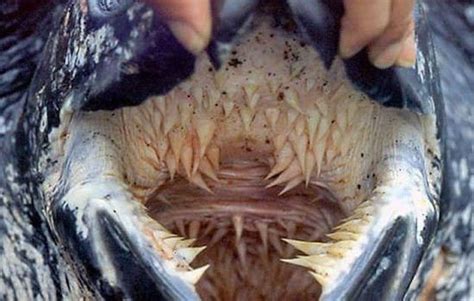 Do Turtles Have Teeth