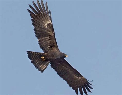 Black Eagle - Lombok Wildlife Park