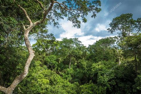 Amazon Rainforest, Brazil — Stock Photo © filipefrazao #75786333