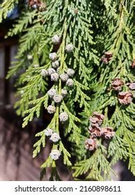 Lawsons Cypress Cones Diagnostic Feature Usually Stock Photo 2160898611 ...