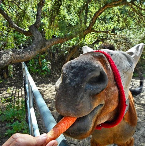 Horse Eating Carrot Photograph by Tommi Trudeau