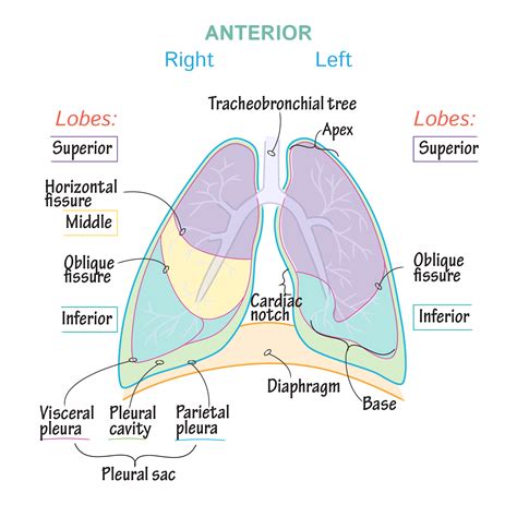 Gross Anatomy Glossary: Lungs & Pleura | Lung anatomy, Gross anatomy ...