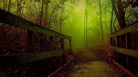 Forest Bridge Wallpapers - 4k, HD Forest Bridge Backgrounds on WallpaperBat