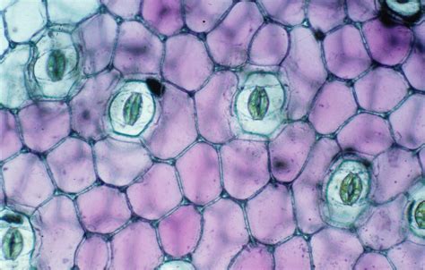 Science: Stomata