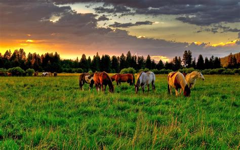 Horse Farm Wallpapers - Top Free Horse Farm Backgrounds - WallpaperAccess