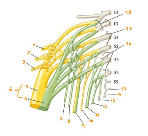 Plexo sacro Flashcards | Quizlet