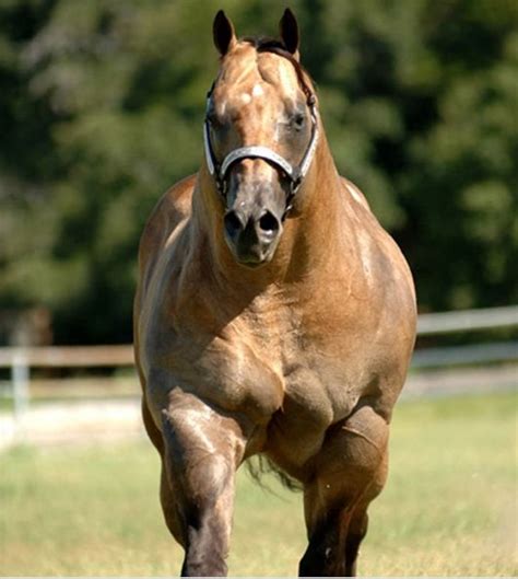 10 Most Muscular Animals Of All Times - Horse | Mammal (misc) ref | Pinterest | Supernatural, We ...