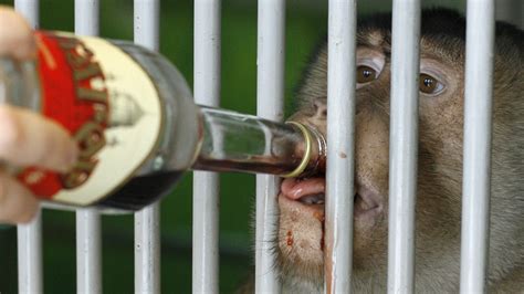 How we evolved from drunken monkeys to boozy humans — Quartz