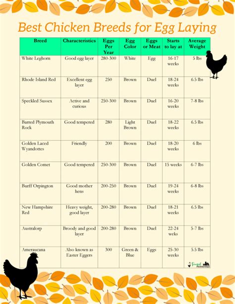 Best Chicken Breeds for Egg Laying | Laying chickens, Egg laying chickens, Laying chickens breeds