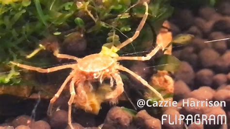 Thai micro crabs - YouTube